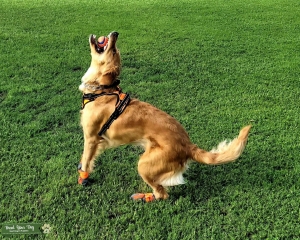 Golden Retriever seeks stud Listing Image