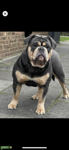 Old English bulldog stud  Listing Image