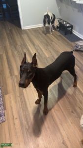 Black and Rust Male Doberman  Listing Image