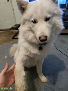 Husky stud  Listing Image