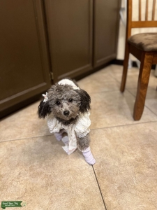 Toy poodle Listing Image