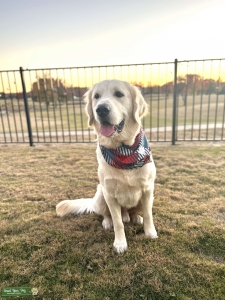 Certified Pedigree AKC Golden/English Cream Listing Image