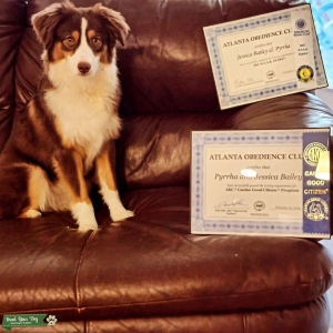 Red tri MINIATURE AKC and ASDR registered Listing Image