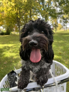 (20lb) Mini Goldendoodle Bitch Listing Image