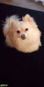 Female Pomeranian  Listing Image