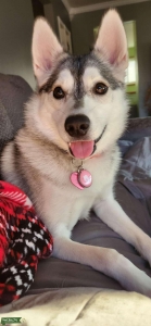 B/W pomsky F2 Listing Image