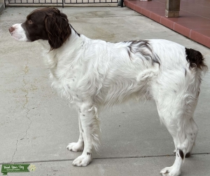 Male Brittany Stud  Listing Image