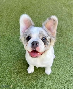 Visual Fluffy French Bulldog Listing Image