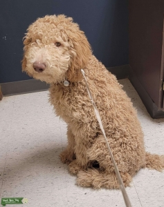 Standard Poodle Listing Image