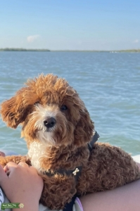 Toy Poodle  Listing Image