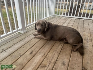 Silver Labrador Retriever  Listing Image