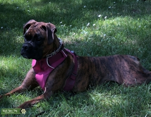 Brindle/Black Boxer Listing Image