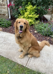 Large AKC Golden Retriever Listing Image