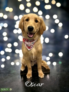 Mini Golden Retriever Listing Image