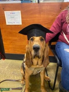 Looking for a stud for our SWEET GIRL!! Listing Image