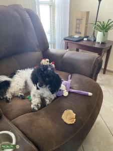 Toy poodle Listing Image