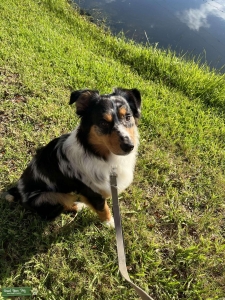 Tan-point blue merle Listing Image