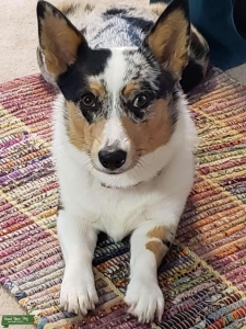 Looking for Stud Pembroke Corgi Merle free Listing Image