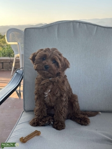 Mr.StealYourGirl Leo the Cavapoo -F1 Listing Image