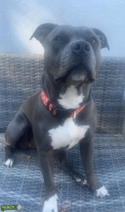 American Bully IN HEAT  Listing Image
