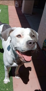 Female Bully/Masstif looking for stud  Listing Image