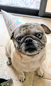 Merlin the AKC Registered Merle Pug with Blue Eyes Listing Image