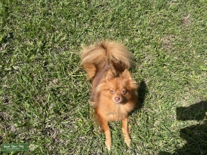 Female pom Listing Image