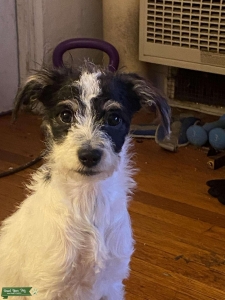 Shipoo Listing Image