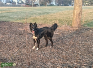 Border Collie Listing Image
