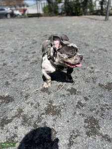 Micro American Bully Listing Image