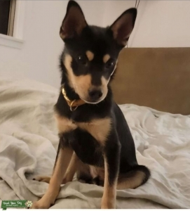 Adorable Pomsky Chi Listing Image