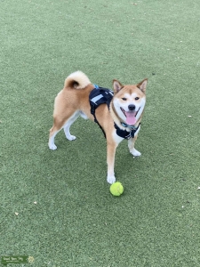 Shiba Stud AKC  Listing Image