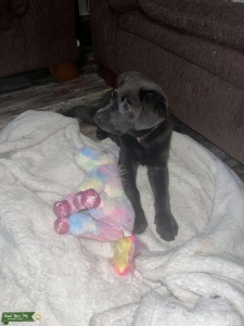 Charcoal Lab Listing Image