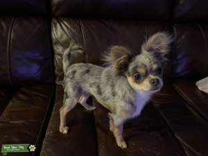 Longhair Teacup looking for boyfriend  Listing Image