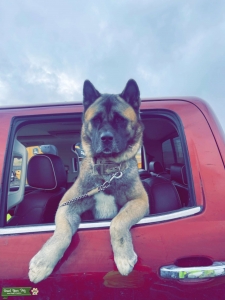 American Akita (male) Listing Image