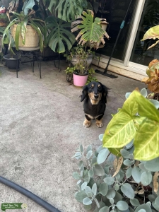 AKC Dachshund Long Haired Listing Image