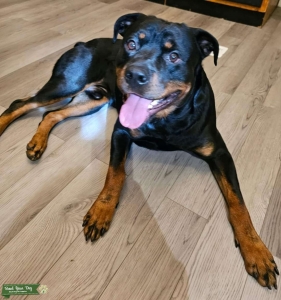 Handsome Stud looking for bitch Listing Image