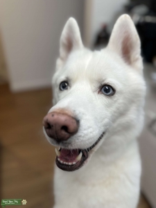 Pure Bred Albino Husky Listing Image