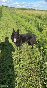 Black German Shepard  Listing Image