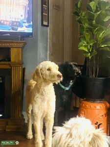 Labradoodle  Listing Image