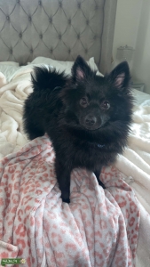 All black male AKC Pomeranian  Listing Image