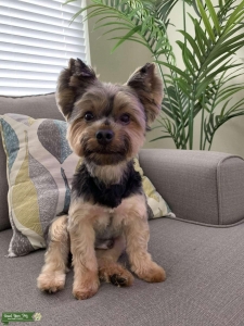 Looking for a girlfriend (Yorkie Terrier). Listing Image