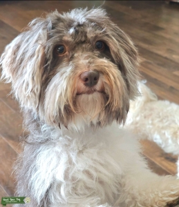 AKC Havanese Male Listing Image