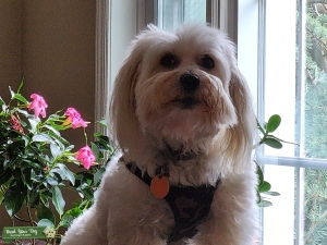 Coton De Tulear Listing Image