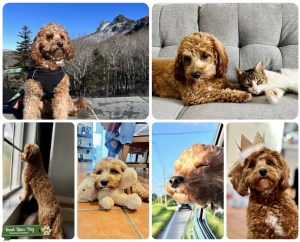 Mini Goldendoodle Stud ready to Mate Listing Image