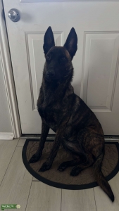 Malinois female looking to mate Listing Image