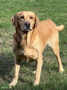 Stud dog Listing Image
