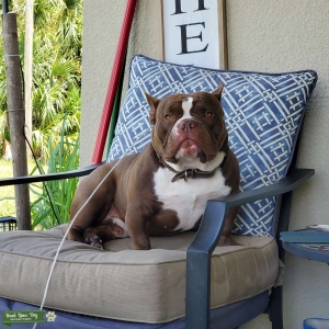 Pure American Bully Stud Listing Image