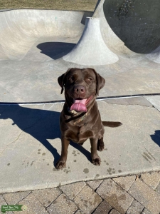 Chocolate Labrador  Listing Image