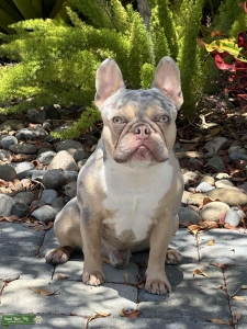 Lilac tan Merle carrying cream and testable chocolate  Listing Image